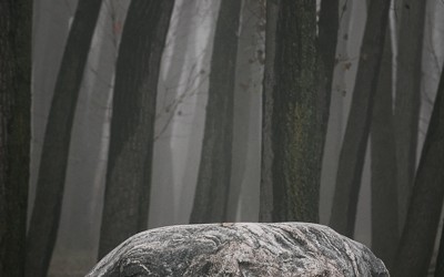 “Boulder” print sells at SNAP 2013